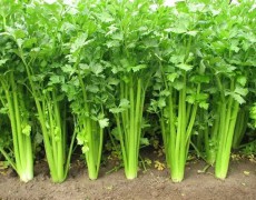 芹菜种植和管理方法