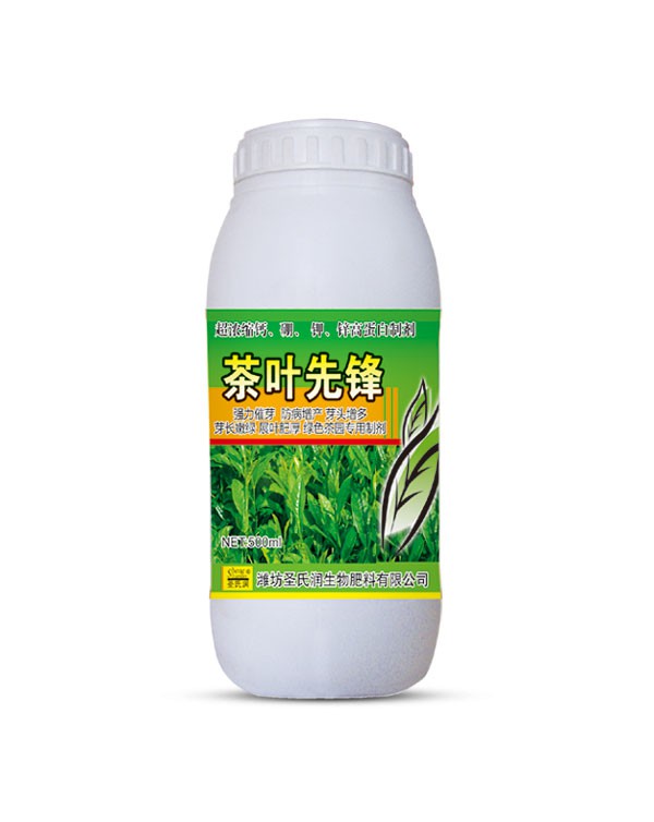 茶叶先 锋