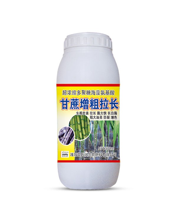 甘蔗增粗拉长